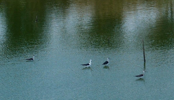 田內魚塘也是一個拍鳥好去處。