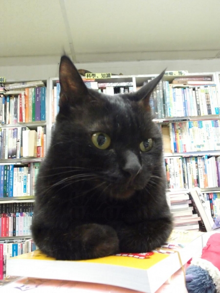 認住呢隻小黑，是書店中的貓大佬。