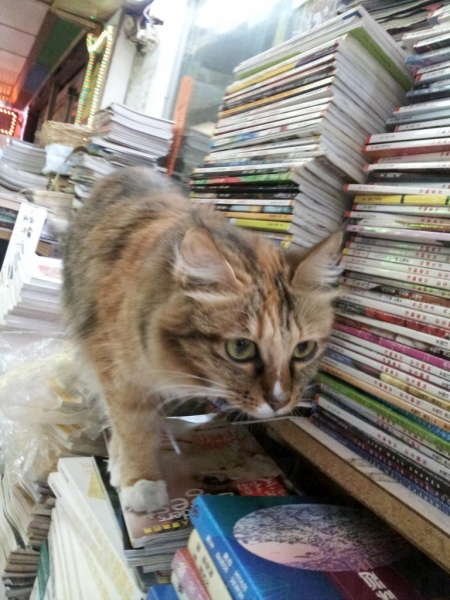 貓咪表演在書堆中飛簷走壁