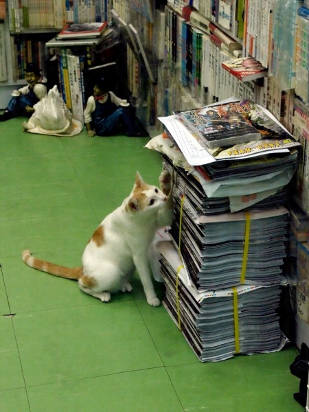 貓咪好奇心強，新書來到要查探一番。