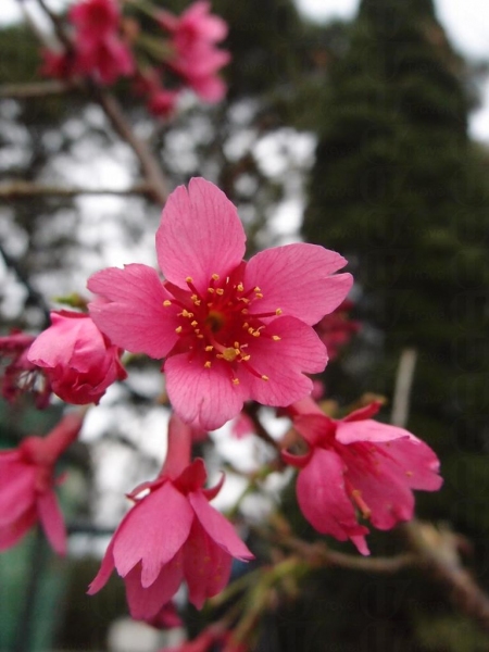 這裏櫻花品種為鐘花櫻桃