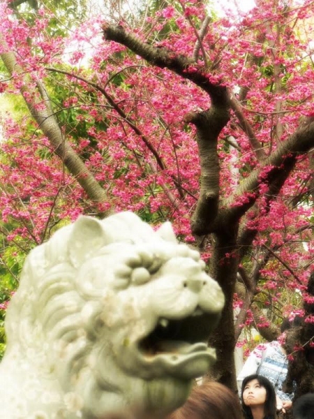 關公亭人很多，要拍櫻花樹全相實在不易。（新之棧圖片）