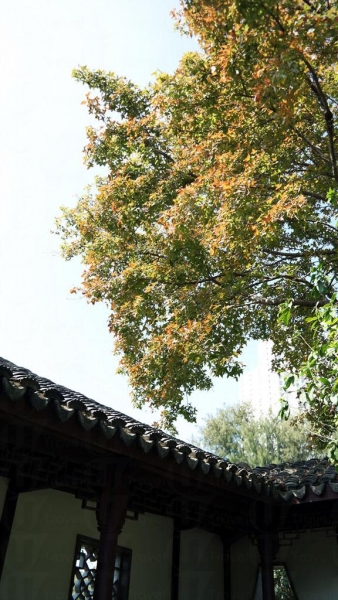 楓香樹配上中式庭園，充滿詩意。