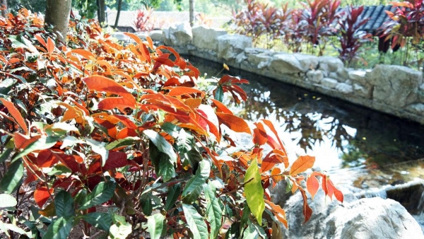 除了楓香，紅葉徑種有多款紅葉植物。
