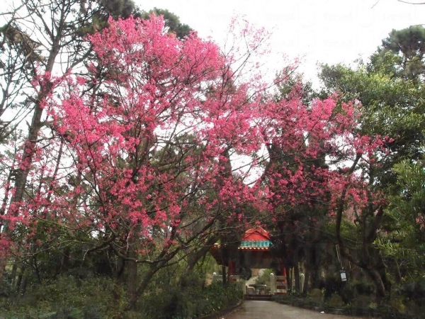 胡挺生先生紀念亭對開的櫻花林。(2013年2月攝)