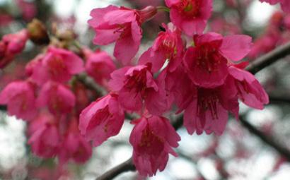 台灣品種鐘花櫻桃能接受香港潮濕的天氣，植根嘉道理。(官網圖片)