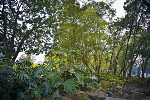 大埔舊墟遊樂場實際上是個樹木集中的綠化地帶。