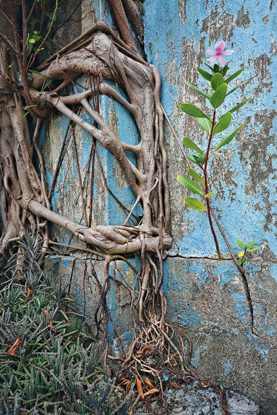 這是 Romain 其一鍾愛的照片，除了植物的根部，還有小花生長，而粉藍色油漆與兩者的顏色亦很配襯。