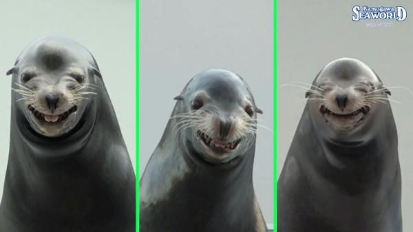 千葉縣會笑的海獅明星 