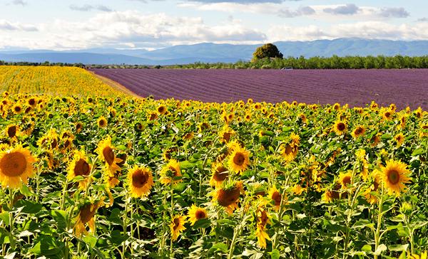 最浪漫!11 個最正求婚勝地!