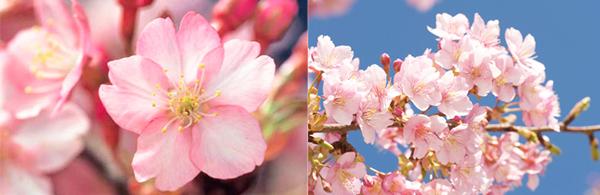 你知唔知　日本櫻花有幾多種？ 