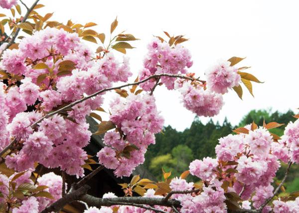 你知唔知　日本櫻花有幾多種？ 