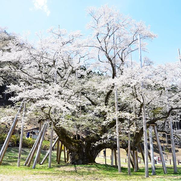 尋找日本 5 棵最靚櫻花樹 