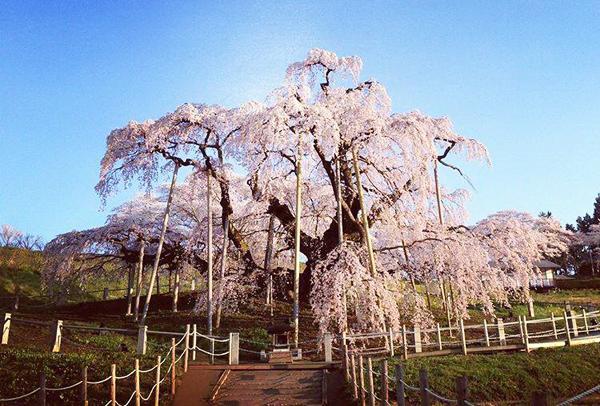 尋找日本 5 棵最靚櫻花樹 