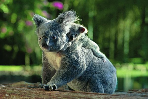 擁抱大自然魅力  遨遊澳洲昆士蘭動物天堂 