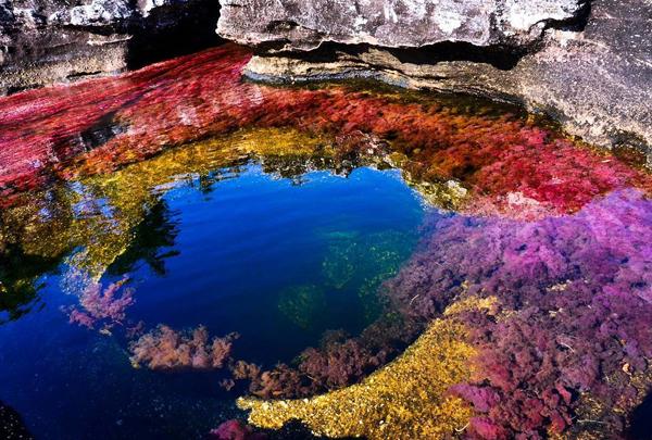 位於哥倫比亞中部 Meta 的  Serrania de la Macarena National Park （馬卡雷納山脈國家公園），當中的河流 Caño Cristales 十分著名，名字直繹「水
