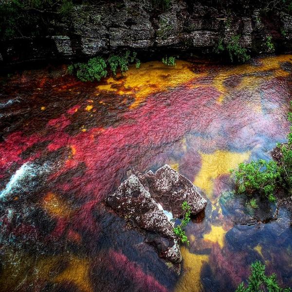 由 12 億萬年前已構成的石英岩河床，於不同階段呈現紅、黃、綠、藍和黑五種主要顏色。到 1-5 月旱季，五彩之河又會回歸翠綠，甚至短暫乾塘。（圖：raccoonsdreams @IG）