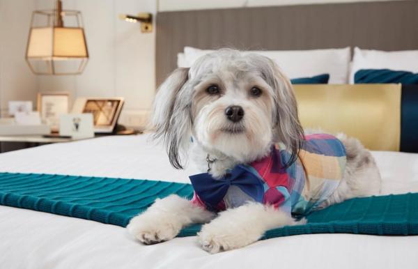 美國酒店提供治療犬 一解思鄉之苦