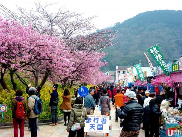 日本本州最早開櫻花 伊豆河津櫻花祭食、住、交通全攻略
