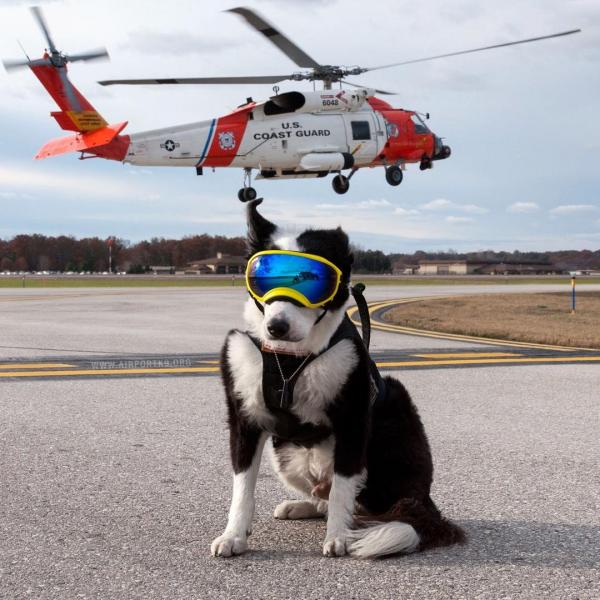 再見了！機場狗員工 美國驅鳥犬 半生保衛跑道安全