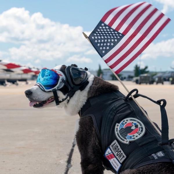 再見了！機場狗員工 美國驅鳥犬 半生保衛跑道安全