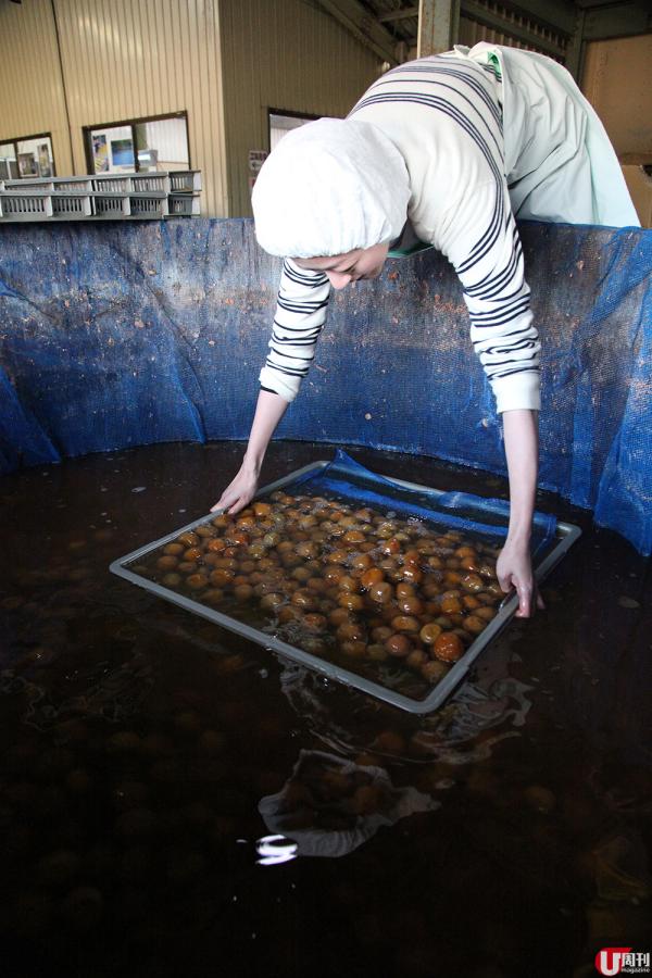 大阪近郊 6 大賞梅名所 順道搜羅梅製食品