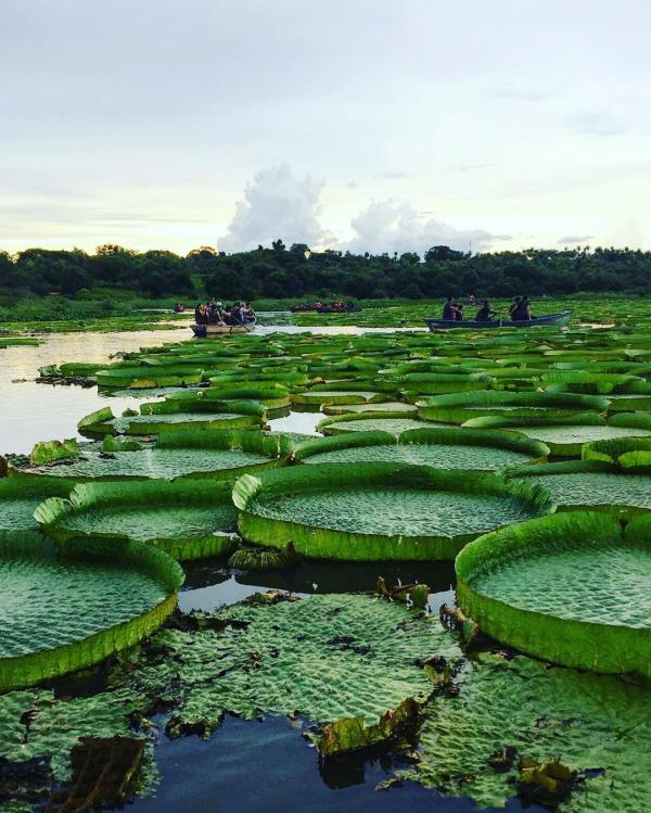 南美超巨型睡蓮 12 年後霸氣重生 變人氣景點