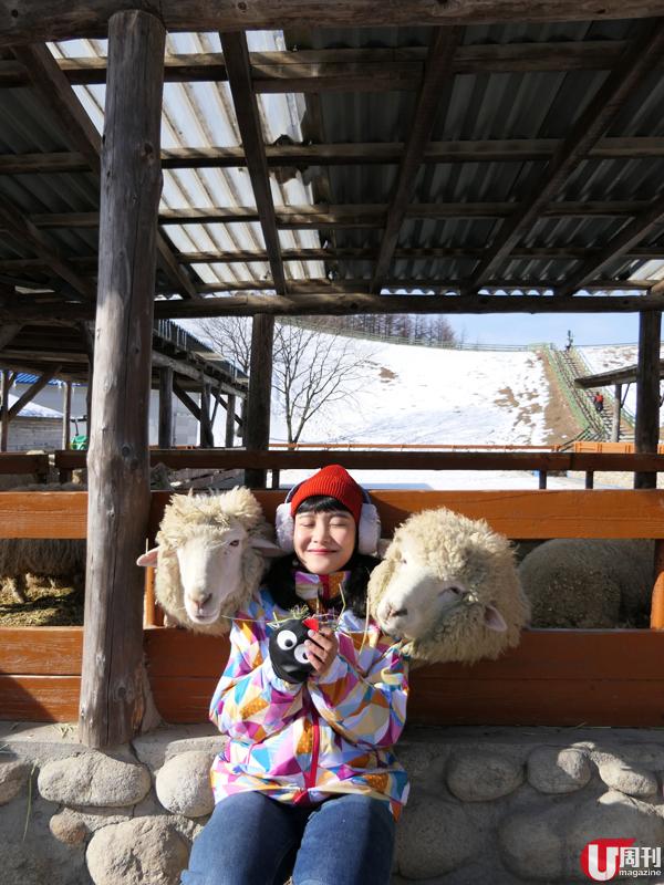 來到牧場，餵綿羊係指定動作，冬天時分綿羊一樣會在雪地遊走，但因山上冇牧草，綿羊都懶洋洋地攤在棚內。