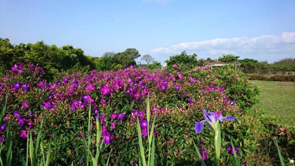 走入紫色浪漫美景 台北淡水紫藤花海