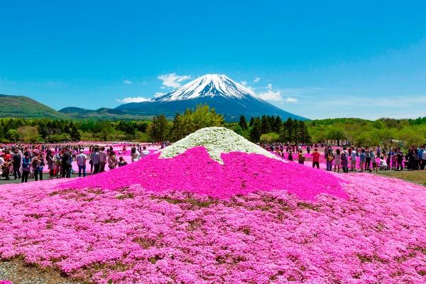 河口湖富士芝櫻祭4月中旬舉行 富士山下80萬株芝櫻！附前往方法 