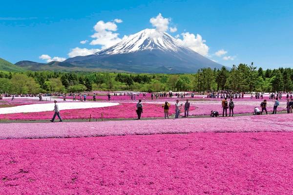 河口湖富士芝櫻祭4月中旬舉行 富士山下80萬株芝櫻！附前往方法 