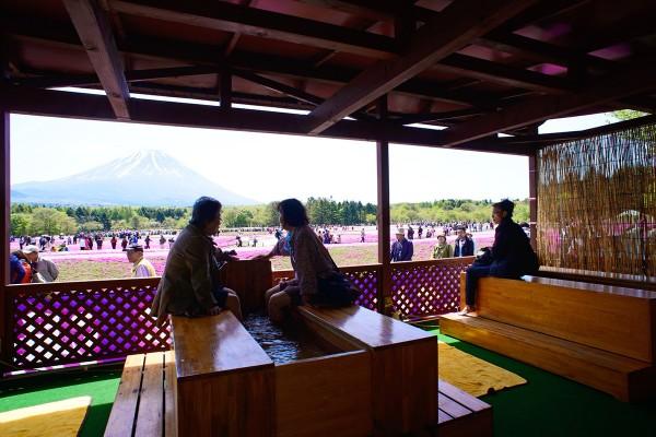 河口湖富士芝櫻祭4月中旬舉行 富士山下80萬株芝櫻！附前往方法 