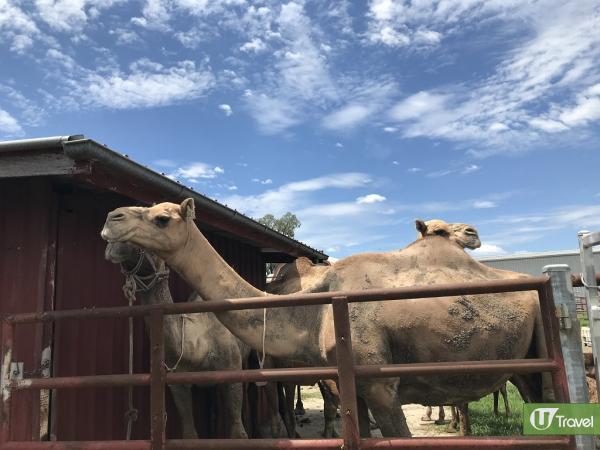 全澳洲最大駱駝農場 試純正駱駝奶/騎駱駝