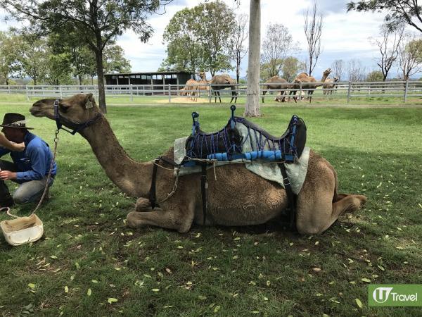 全澳洲最大駱駝農場 試純正駱駝奶/騎駱駝