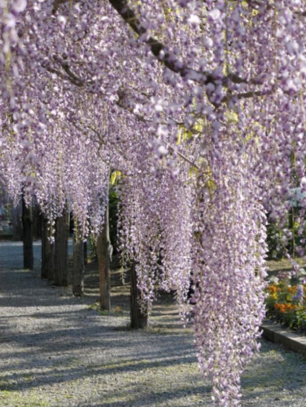 又到藤花盛開的季節 日本6大賞藤好去處