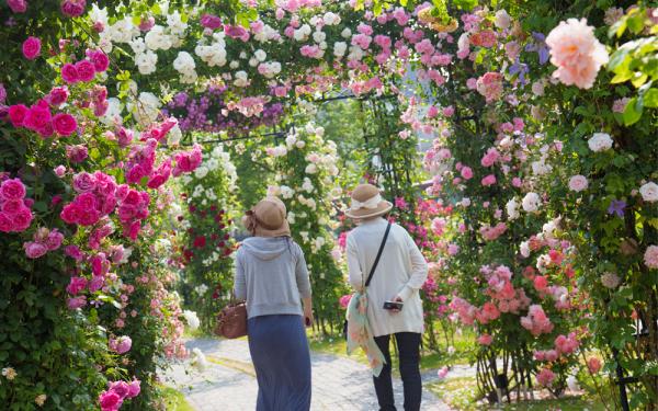 5月登陸日本九州 亞洲最大玫瑰祭6大影相位率先睇！