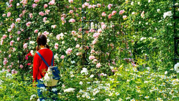 5月登陸日本九州 亞洲最大玫瑰祭6大影相位率先睇！