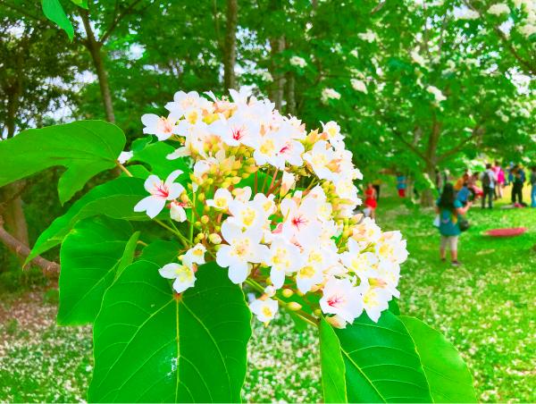 台灣5月油桐花季限定開放 私人秘境桐花牆、水池任影
