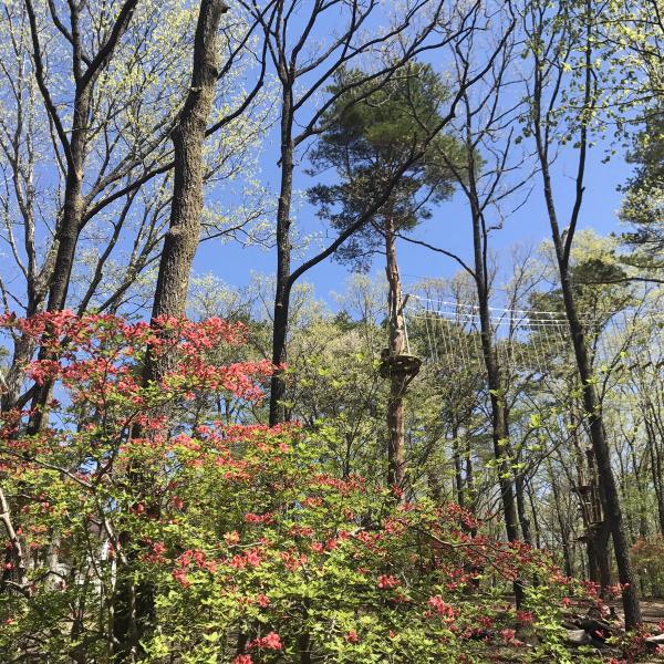 一日泰山體驗任玩3小時 東京近郊森林空中步行體驗