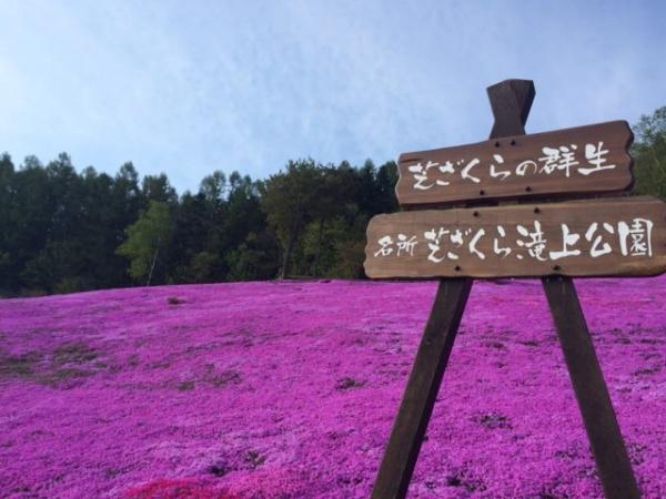 趕上賞櫻尾班車 北海道3大賞芝櫻熱點