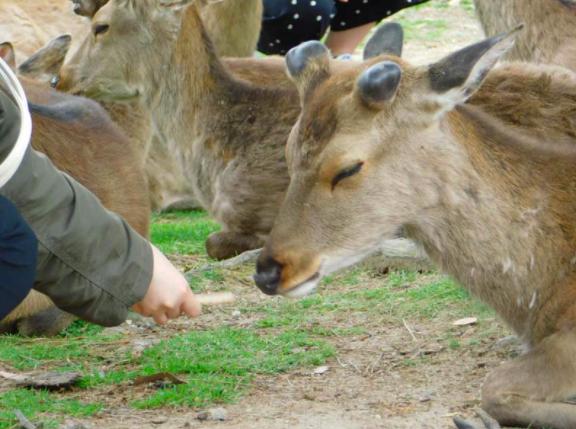 日本黃金周人潮過盛 奈良鹿對食物毫無興趣?!
