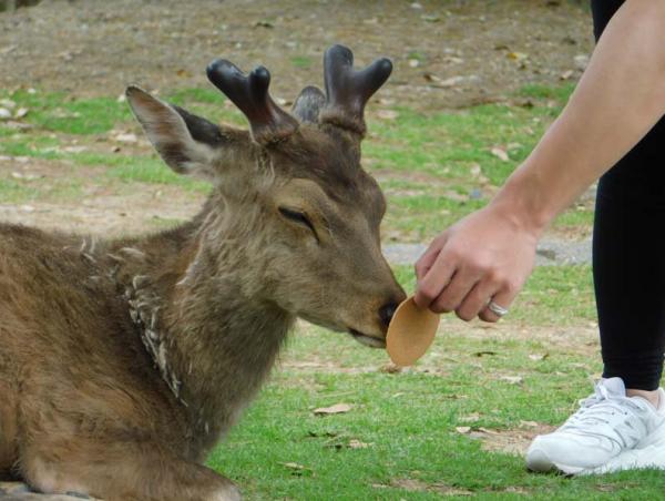 日本黃金周人潮過盛 奈良鹿對食物毫無興趣?!
