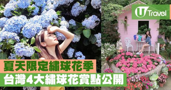 夏天限定繡球花季 台灣4大繡球花賞點公開