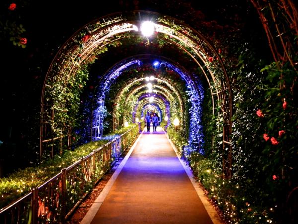 韓國4大玫瑰花賞點 5000米浪漫玫瑰花隧道