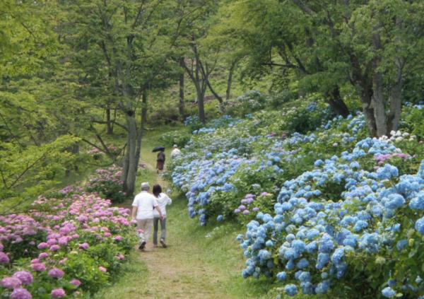 東京近郊山上公園賞繡球花 連同雲海、星空一次過欣賞3大美景！