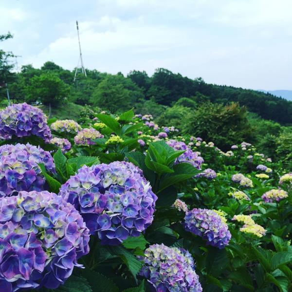 東京近郊山上公園賞繡球花 連同雲海、星空一次過欣賞3大美景！