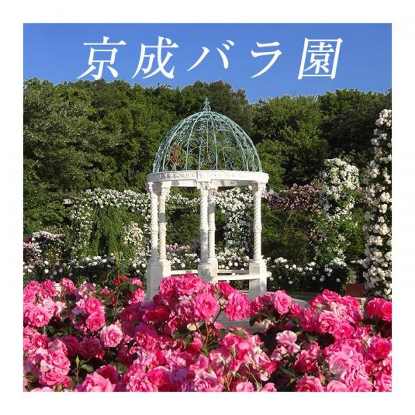 初夏賞美艷七彩鮮花 日本東京近郊夢幻玫瑰庭園