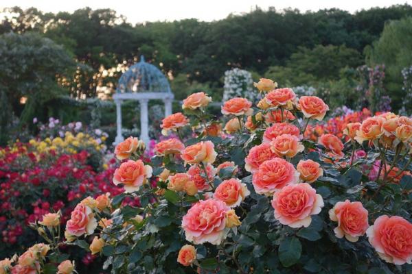 初夏賞美艷七彩鮮花 日本東京近郊夢幻玫瑰庭園