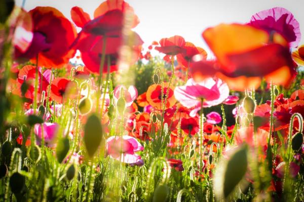 1,000萬朵鮮紅花海 秩父2019年「天空之罌粟」花祭
