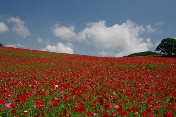 1,000萬朵鮮紅花海 秩父2019年「天空之罌粟」花祭